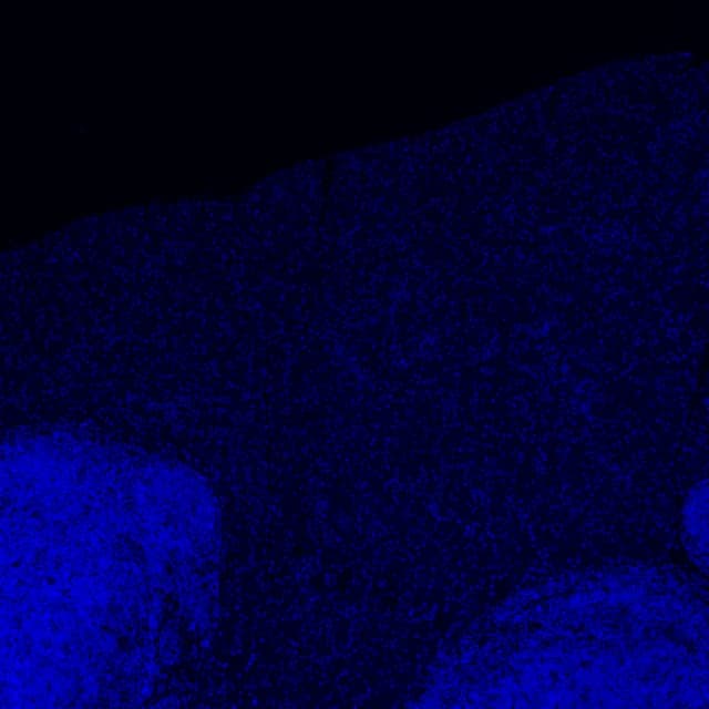 The same field in the DAPI channel alone, nuclei glowing blue